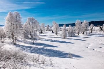 Winter scenery  with tree coverd in show and blue sky