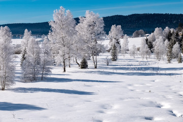 Winter scenery  with tree coverd in show and blue sky