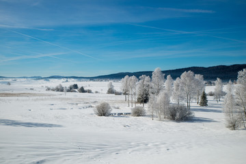 Winter scenery  with tree coverd in show and blue sky