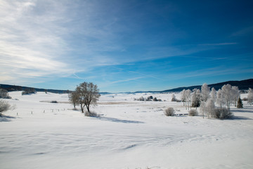 Winter scenery  with tree coverd in show and blue sky