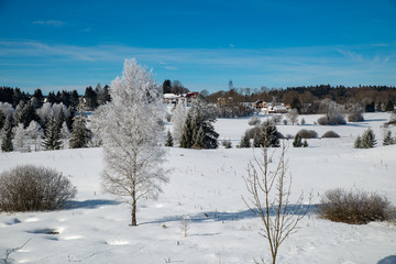 Winter scenery  with tree coverd in show and blue sky