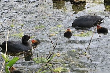 Mom coot duck feeds her ducklings on the lake, raising offspring in the wild, taking care of her...