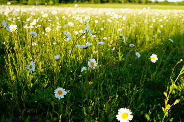 Daisy flowers in the field, green natural background 