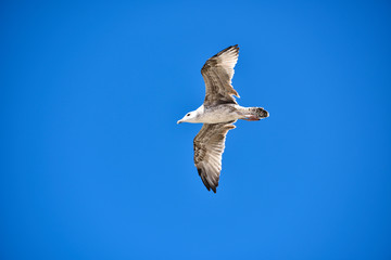 Obraz premium Gaviotas