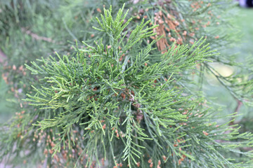 Beautiful fir branches close up 