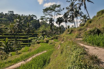 Fototapeta na wymiar Tegallalang Rice Terrace on Bali Island.