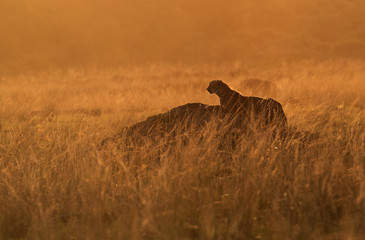 Cheetah observing the surrounding in the evening hours at Masai Mara