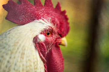 Close up head shot of a cock in the cage.