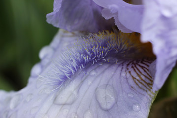 Fragrant stamens of a purple iris flower with fresh drops of water on the surface.