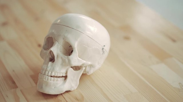 human artificial skull standing on a wooden table