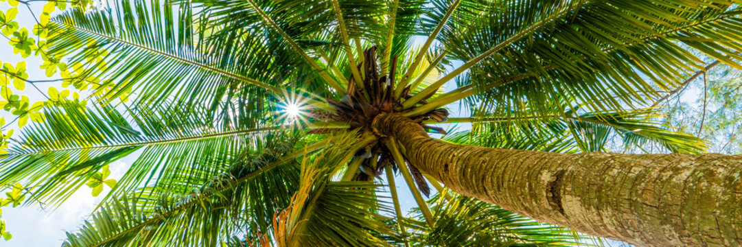 Palm branches or palm leaves under sky at sunny day. Natural background of summer vacation