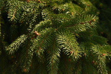branches of a fur tree