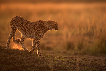 Cheetah moving down a mound in the evening light, Masai Mara