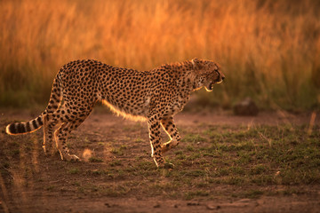 Cheetah in the evening light at Masai Mara grassland