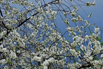 blossoming cherry tree