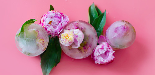 Fototapeta na wymiar peonies flowers frozen in ice on a pink background, creative summer concept