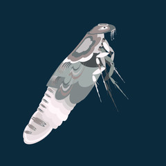 Flea insect detailed illustration of the pest.