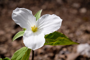 One single White Trillium (Trullium Grandiflorum) in bloom in forest. Early bloom all in white
