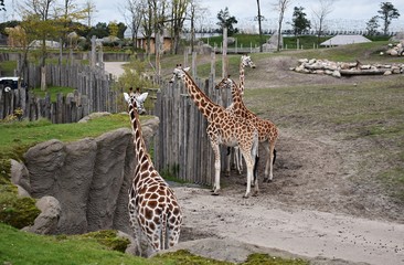 Giraffes in the zoo. Giraffa Camelopardalis. 