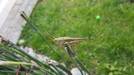 Grasshopper on a plant.