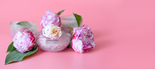 peonies flowers frozen in ice on a pink background, creative summer concept