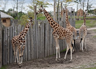 Giraffes in the zoo. Giraffa Camelopardalis. 