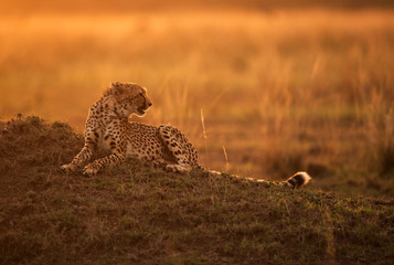 Cheetah restin on a mound during dusk, Masai Mara