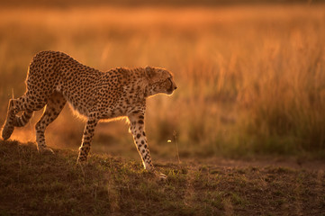 Cheetah during dusk, Masai Mara