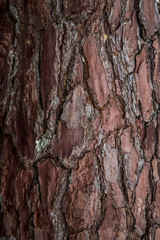
Closeup texture of tree bark. Pattern of natural tree bark background. Rough surface of trunk. Green moss and lichen on natural wood. Dirt skin of wooden.