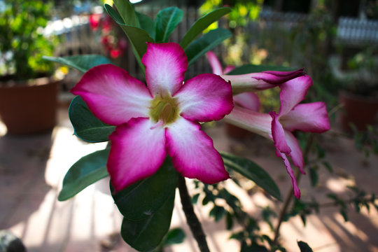 Adenium obesum, Desert rose, Impala lily, Mock Azalea, growing in India temperate climate. Beautiful bunch of Adenium bonsai flowers leaves and stems in shade dark pink and white with yellow center
