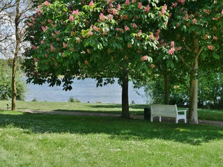 Parkbank unter Rosskastanie