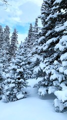 winter pine tree  forest in the mountains California 