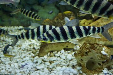 group of leporinus fasciatus over rocks background.