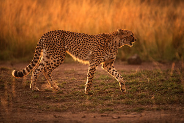 Cheetah in Savannah Grasses, Masai Mara