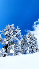snow covered pine trees in mountains California 