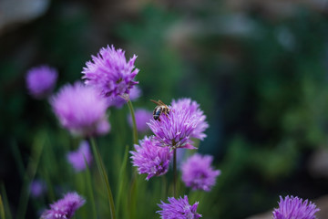 a bee is sitting on a Purple 