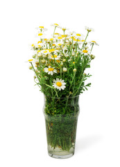 Bouquet of white daisy flowers in vase