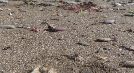 Close up view of a sand and pebbled beach, on a bright sunny day