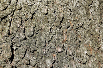 texture of coniferous tree bark