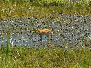 young deer and mom in the grass
