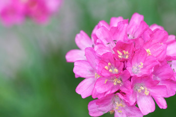 armeria flower