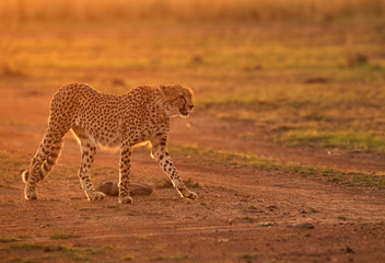 Cheetah during dusk at Masai Mara