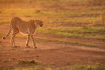 Cheetah in the evening light, Masai Mara