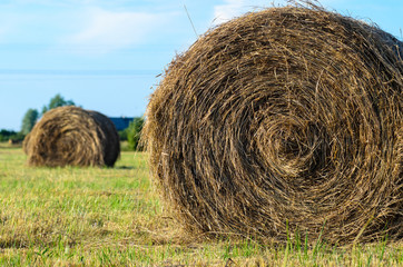 hay bales in the field
