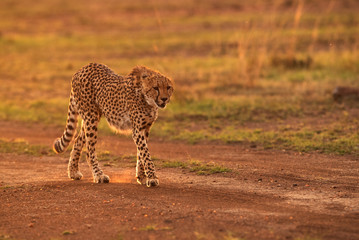 Cheetah during evening hours at Masai Mara