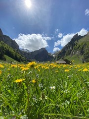 alpine meadow with yellow flowers