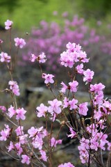 Flowering bush of Daurian Rhododendron. Floral background. Yakut sakura in the forest in Yakutia. Daurian Rhododendron in a forest in Yakutia