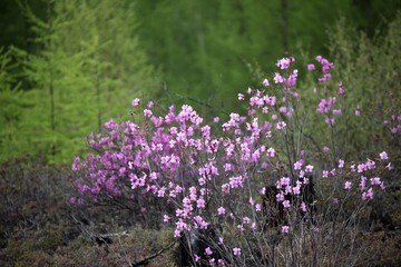 Flowering bush of Daurian Rhododendron. Floral background. Yakut sakura in the forest in Yakutia. Daurian Rhododendron in a forest in Yakutia