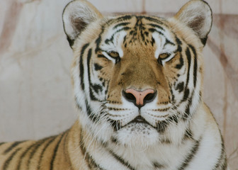 Hembra de Tigre de Bengala.