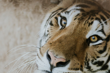 Obraz premium Tigre de Bengala